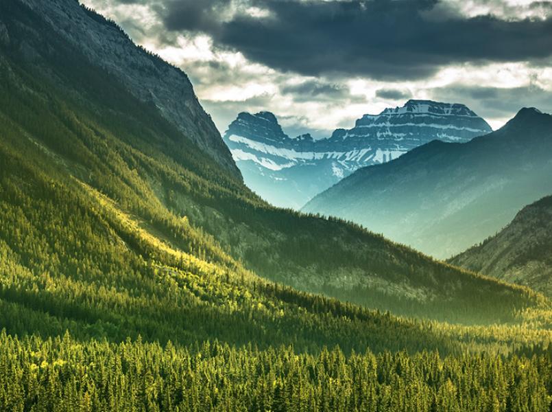 Angajamentele Gerflor privind mediul și carbonul