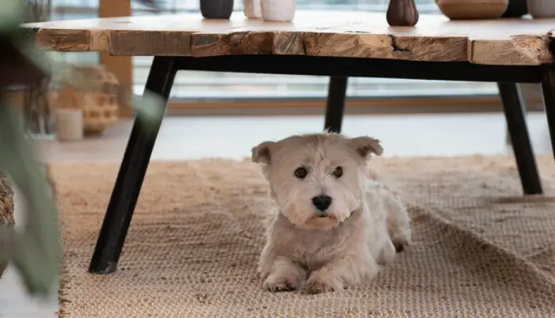 Virtuo Clem Around The Corner – tendință minimalistă